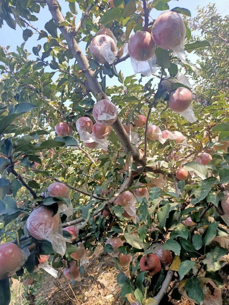 冰糖心苹果80mm以上膜袋量大价优预售