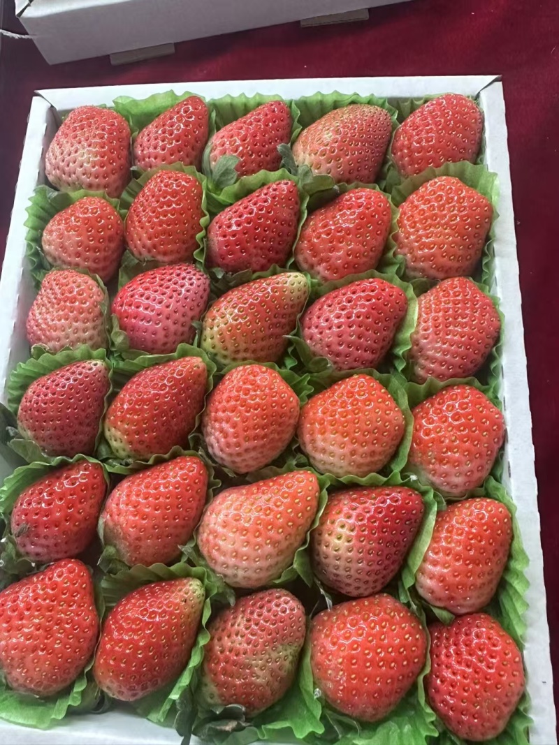 云南玉溪冬草莓，妙香草莓，支持一件代发，定制，全渠道合作