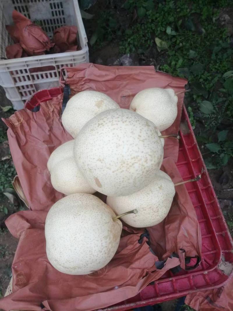 山农酥梨苗，大量供应，支持远程发货，品种正中，量大价优