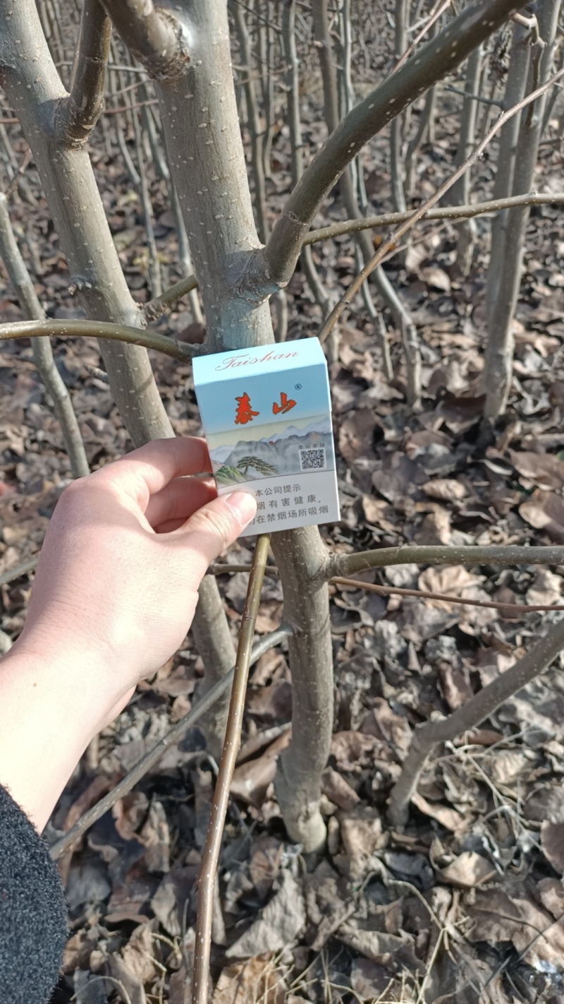 山农酥梨苗，大量供应，支持远程发货，品种正中，量大价优