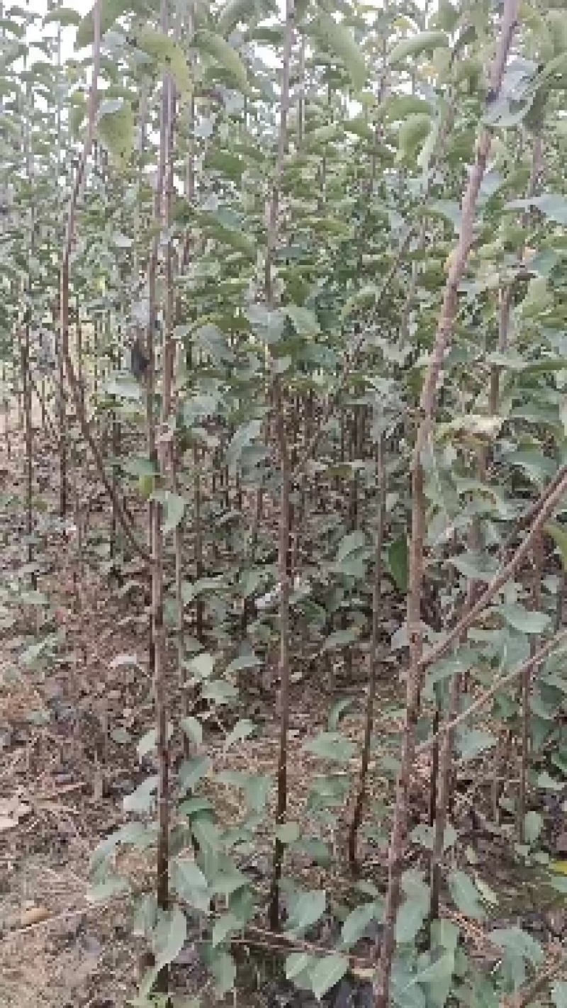 山农酥梨苗，大量供应，支持远程发货，品种正中，量大价优