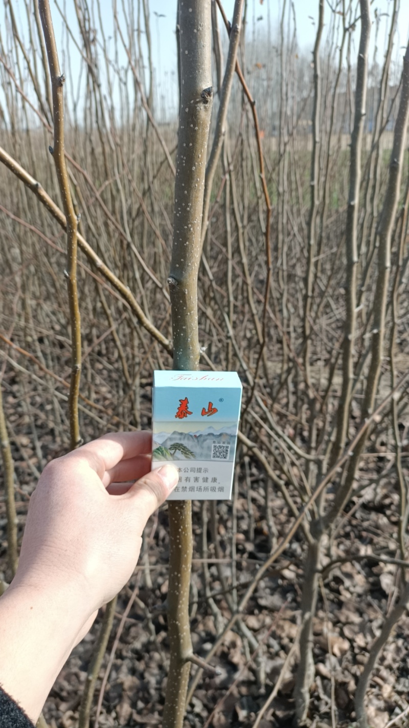 山农酥梨苗，大量供应，支持远程发货，品种正中，量大价优