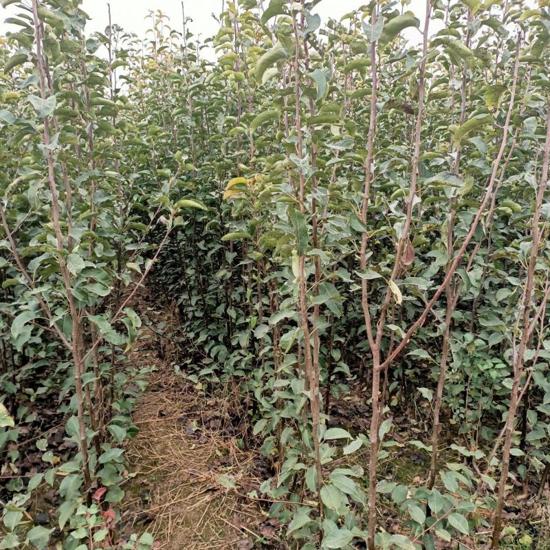 山农酥梨苗，大量供应，支持远程发货，品种正中，量大价优
