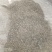 密桶花，来将滕，蜂糖罐又名：蜜糖罐、蜂糖花、蜜桶花、猫花