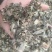 密桶花，来将滕，蜂糖罐又名：蜜糖罐、蜂糖花、蜜桶花、猫花