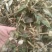 密桶花，来将滕，蜂糖罐又名：蜜糖罐、蜂糖花、蜜桶花、猫花