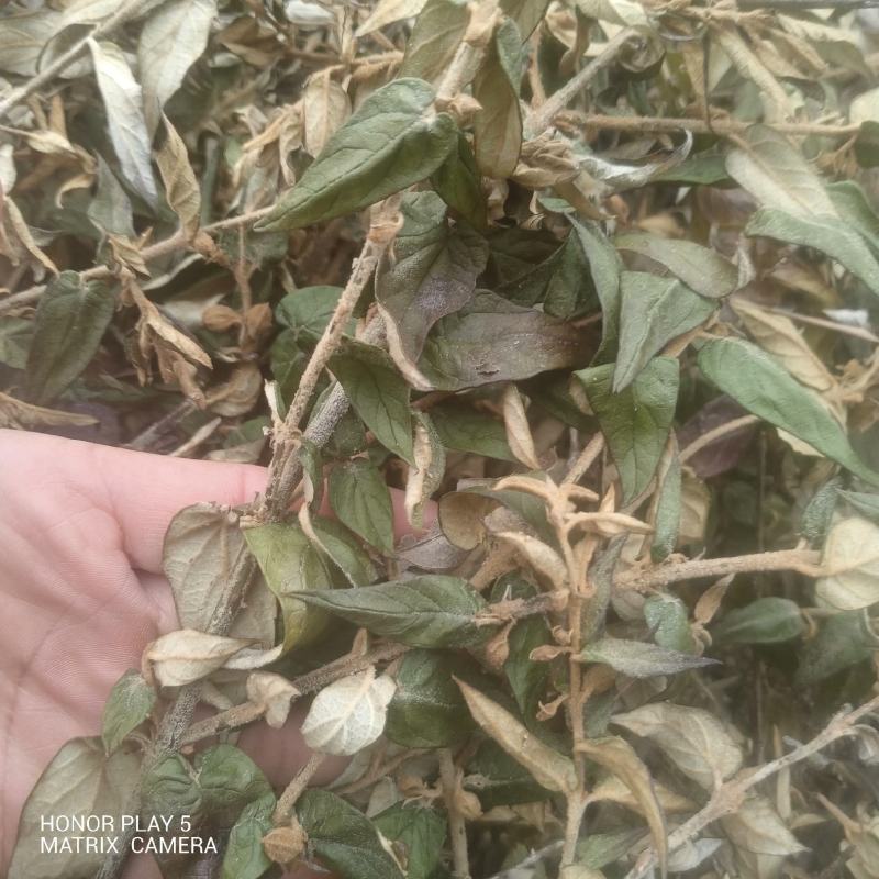密桶花，来将滕，蜂糖罐又名：蜜糖罐、蜂糖花、蜜桶花、猫花