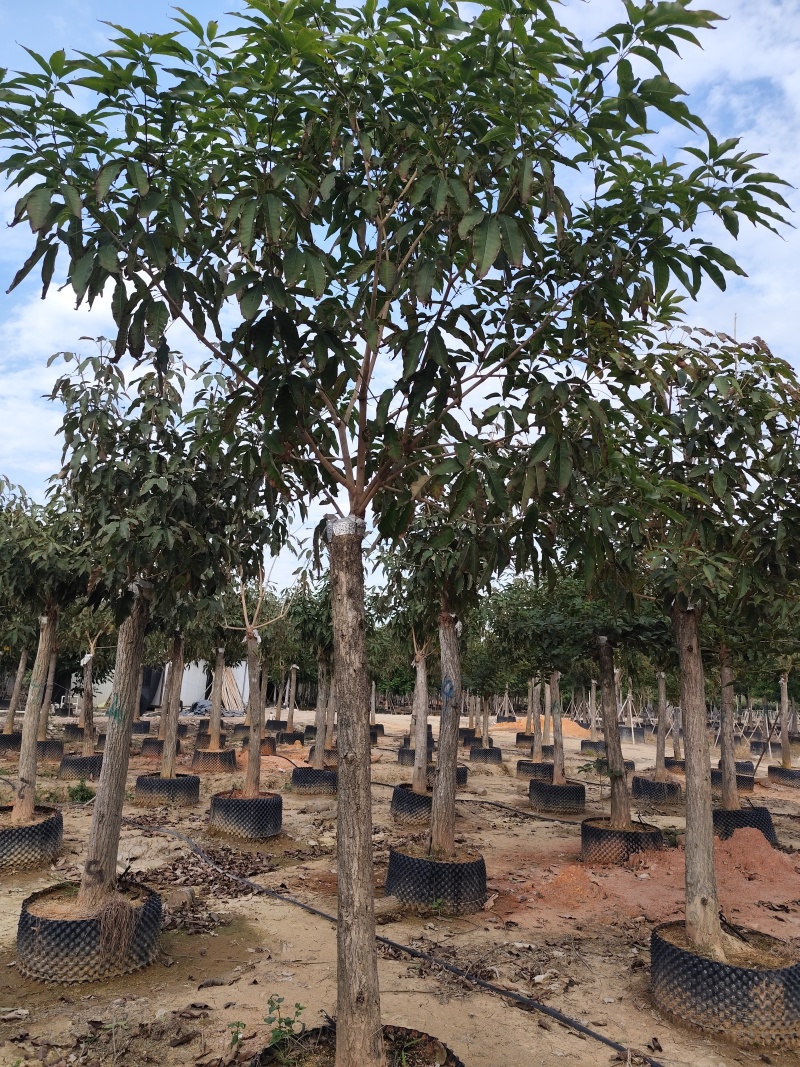 紫花风铃木12-18公分出售自家货源基地直销