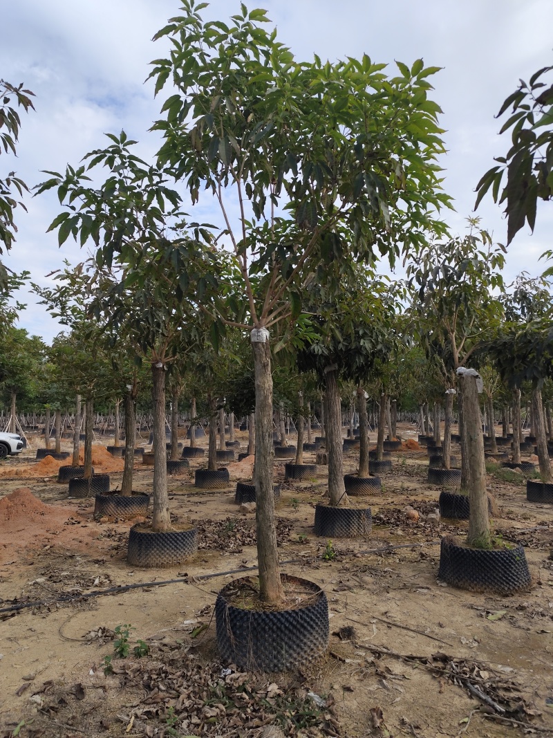 紫花风铃木12-18公分出售自家货源基地直销