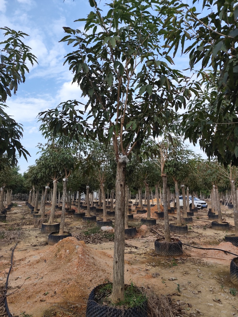 紫花风铃木12-18公分出售自家货源基地直销