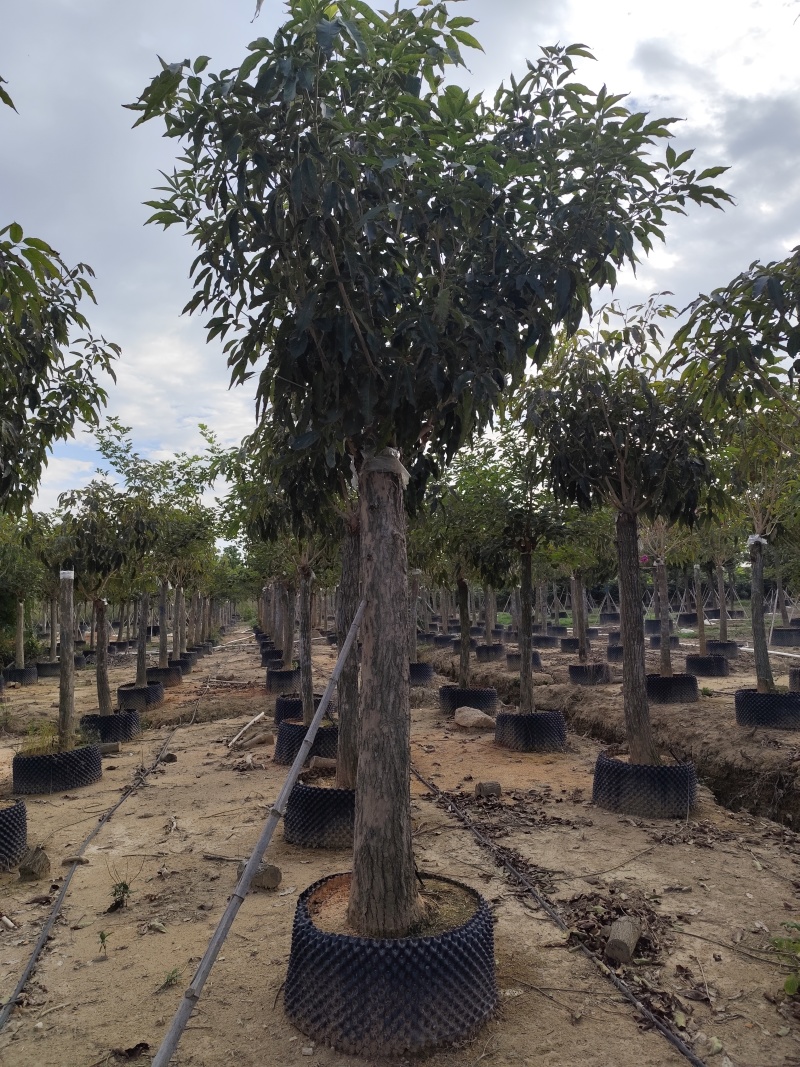 紫花风铃木12-18公分出售自家货源基地直销
