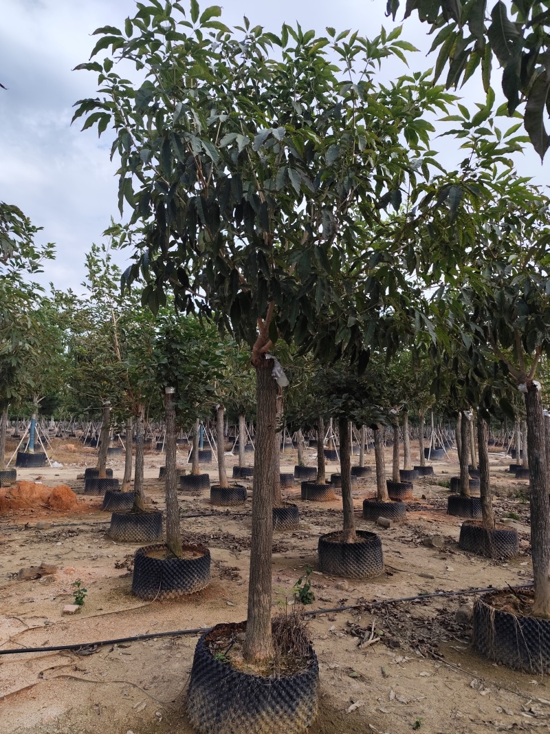 紫花风铃木12-18公分出售自家货源基地直销