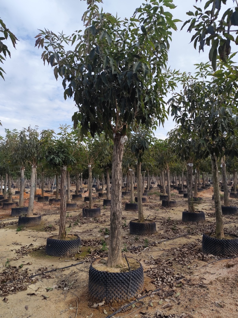 紫花风铃木12-18公分出售自家货源基地直销