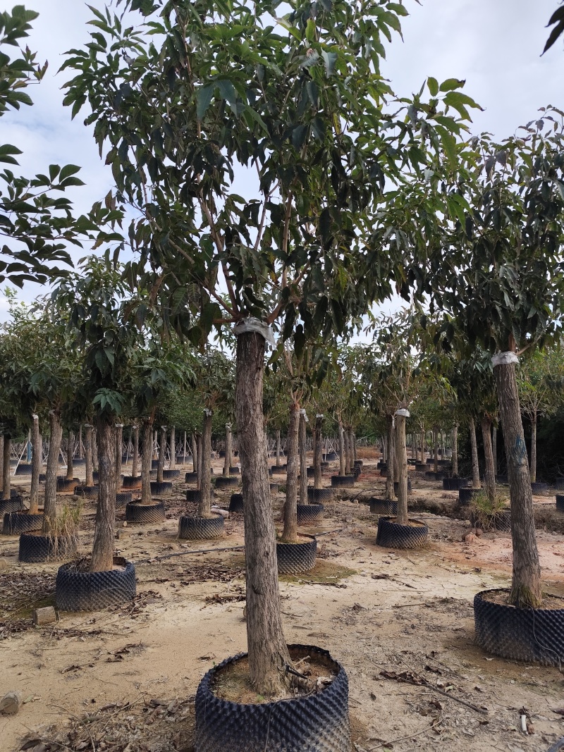 紫花风铃木12-18公分出售自家货源基地直销