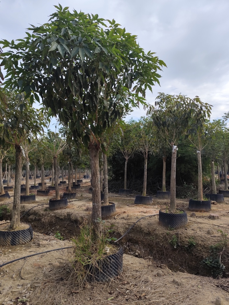 紫花风铃木12-18公分出售自家货源基地直销