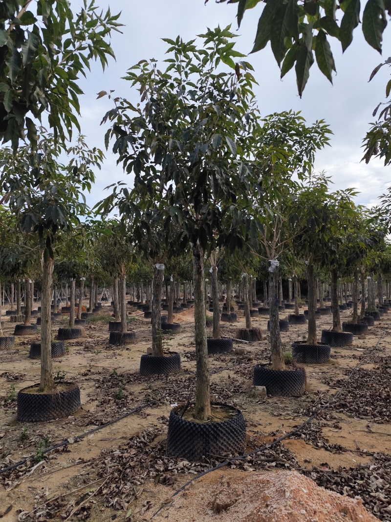紫花风铃木12-18公分出售自家货源基地直销