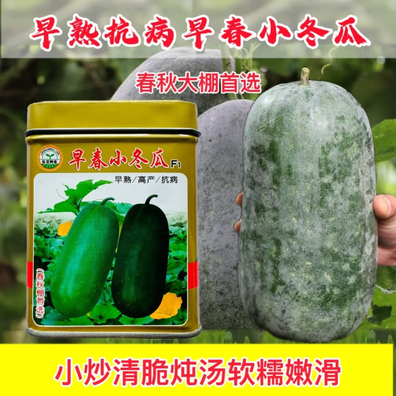 冬瓜春秋大棚均可播种单瓜重4斤左右早春小冬瓜50克
