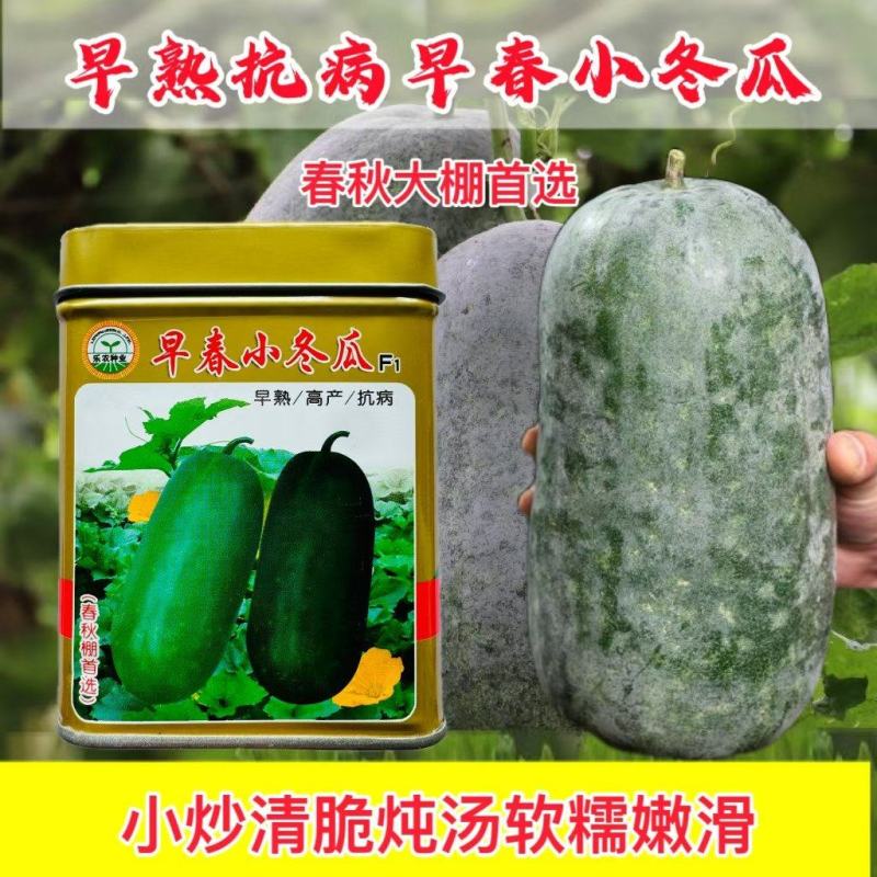 冬瓜春秋大棚均可播种单瓜重4斤左右早春小冬瓜50克