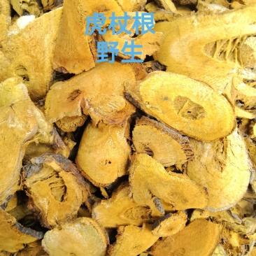 虎杖切片、酸筒杆切片、花斑竹切片、斑杖切片、大叶蛇总切片
