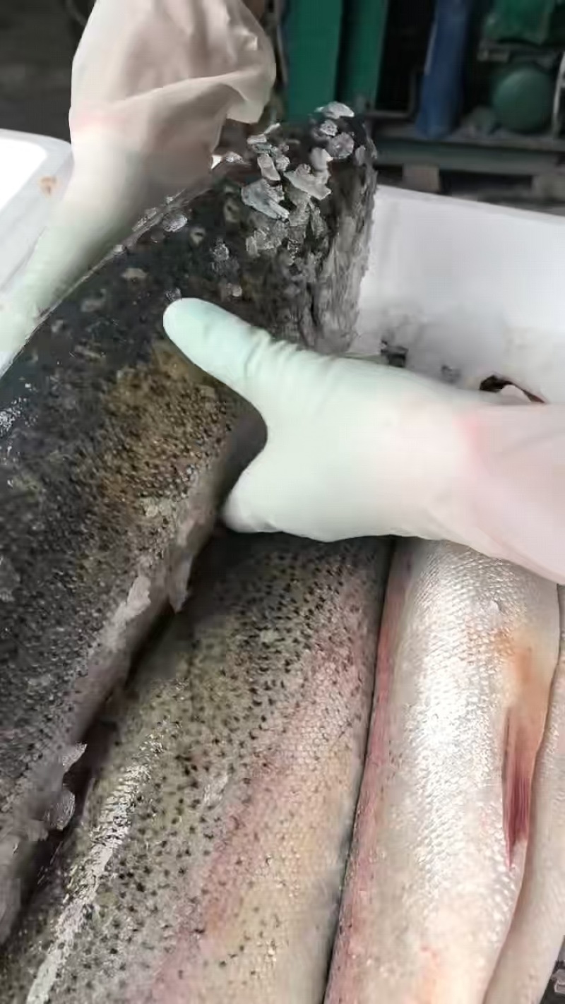 青海龙羊峡冰鲜三文鱼