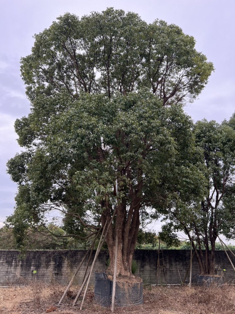 自家丛生香樟便宜处理