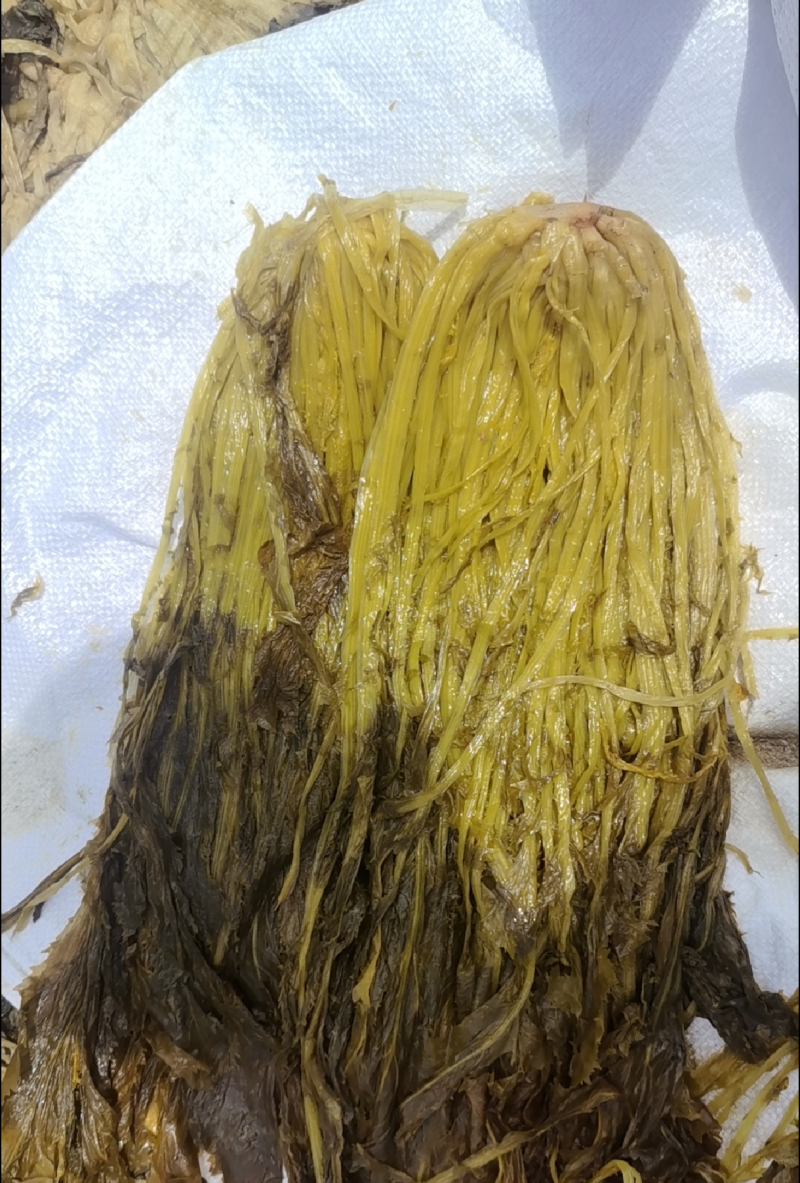 精品腌制雪菜雪里红腌菜诚信可靠大量供应