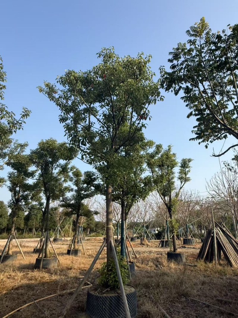 自家15分大骨架香樟