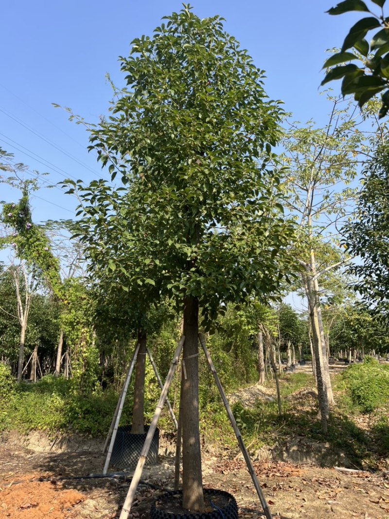 15分养冠香樟
