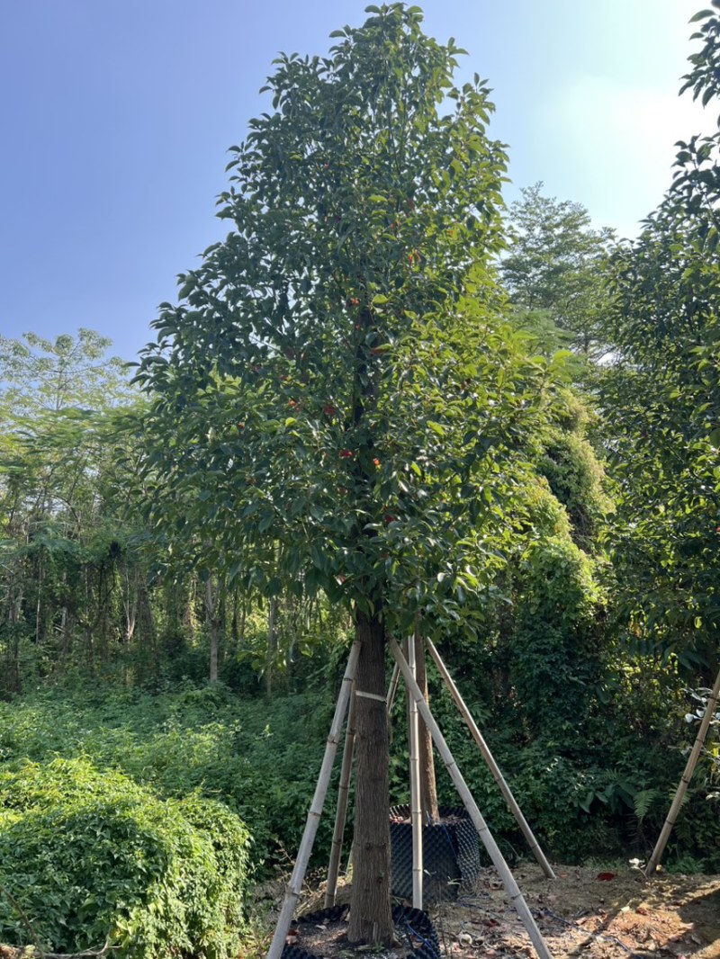 15分养冠香樟