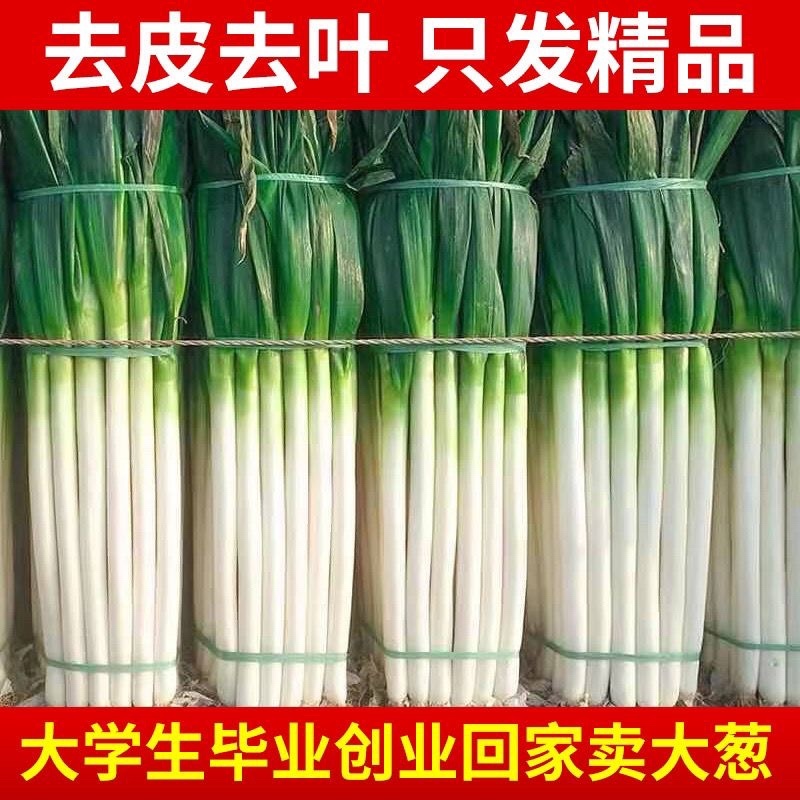 山东费县铁杆大葱大量上市现拔现发欢迎订购电商市场