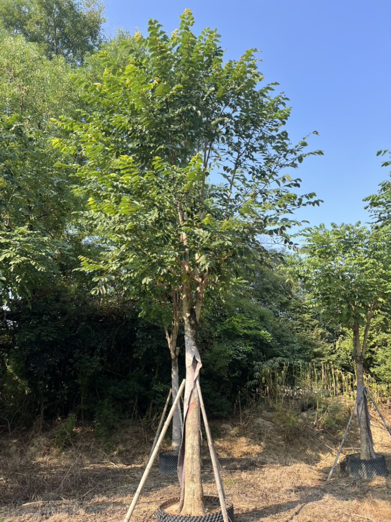 骨架火焰木