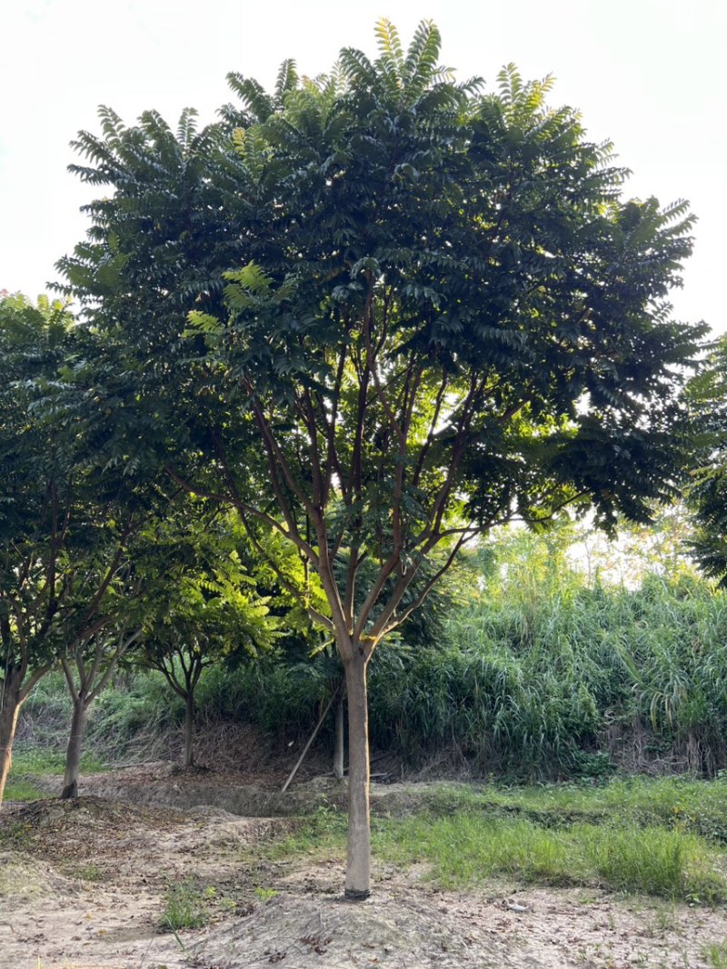 全冠麻楝