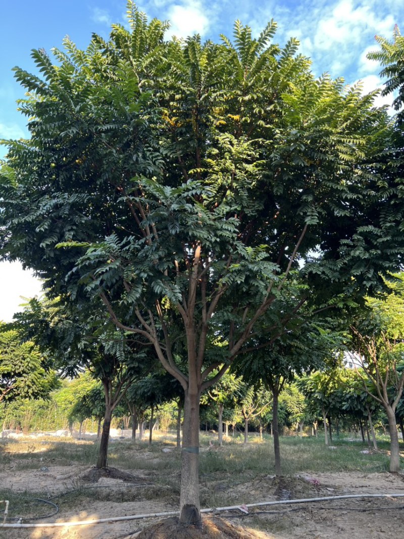 全冠麻楝