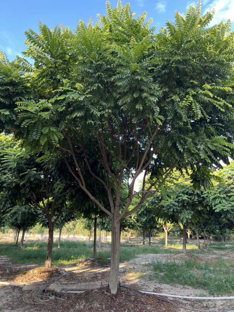 全冠麻楝