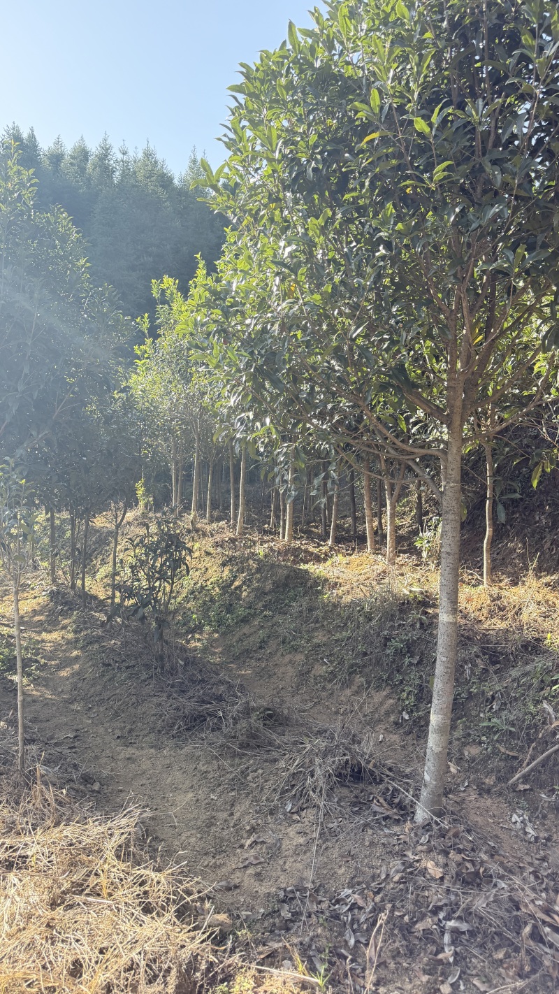 10公分八月桂