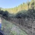 10公分八月桂
