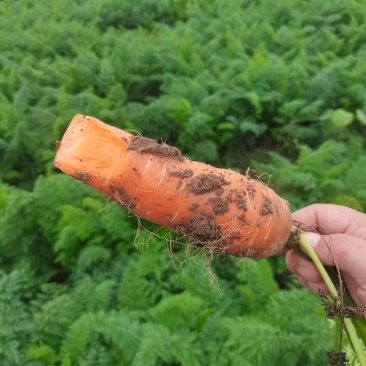 菏泽胡萝卜