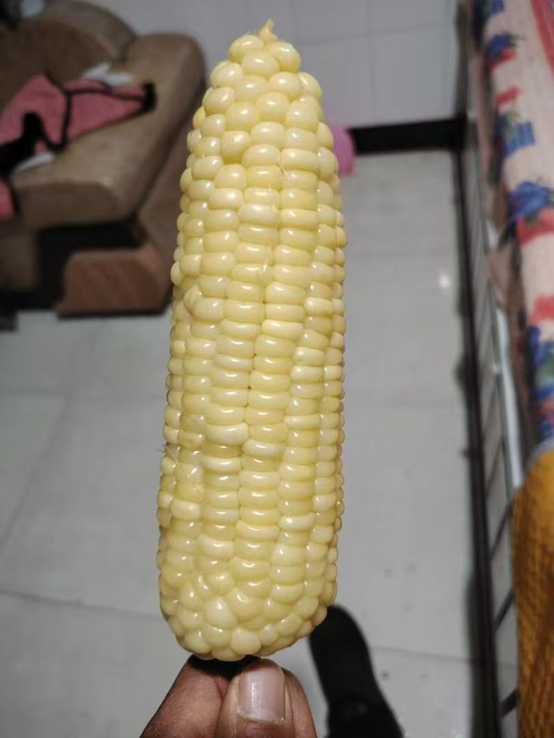 黏玉米
