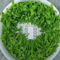 超嫩树仔菜
