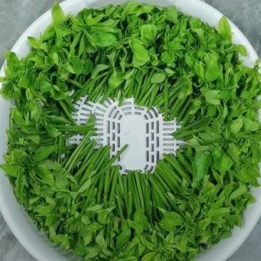 超嫩树仔菜