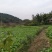 蓬溪县合作社两百多亩榨菜正在上市鲜嫩可口日出万斤