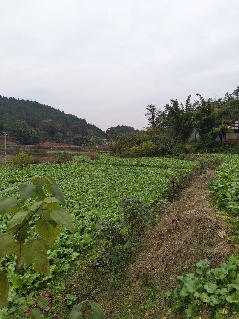 蓬溪县合作社两百多亩榨菜正在上市鲜嫩可口日出万斤