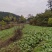 蓬溪县合作社两百多亩榨菜正在上市鲜嫩可口日出万斤