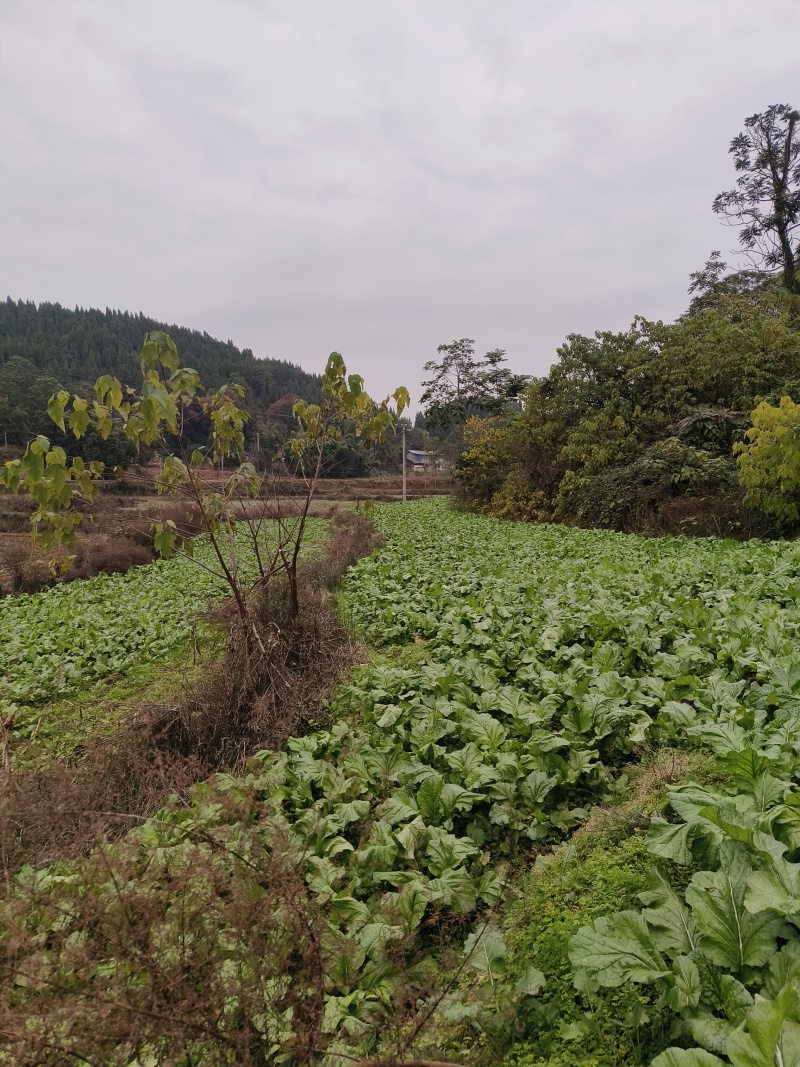 蓬溪县合作社两百多亩榨菜正在上市鲜嫩可口日出万斤