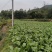 蓬溪县合作社两百多亩榨菜正在上市鲜嫩可口日出万斤