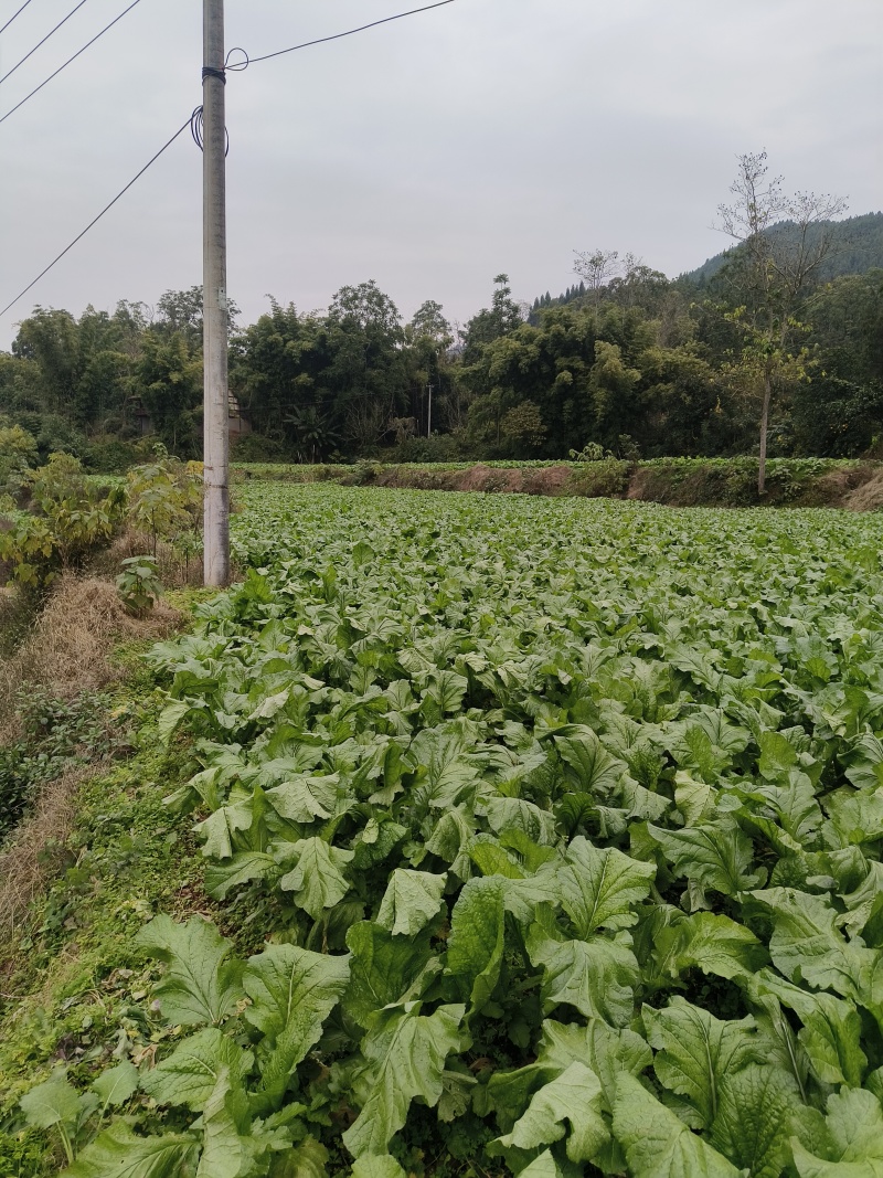 蓬溪县合作社两百多亩榨菜正在上市鲜嫩可口日出万斤