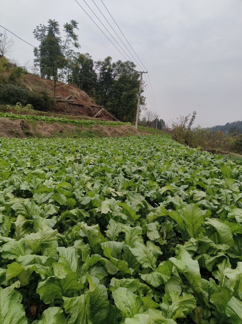 蓬溪县合作社两百多亩榨菜正在上市鲜嫩可口日出万斤