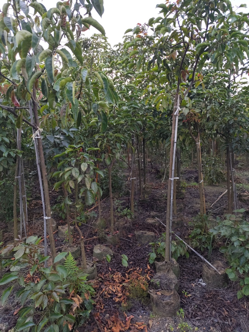 秋枫原生苗1-3公分出售现货有量欢迎现场选购