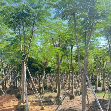凤凰木12-25公分骨架货大量出售基地直销可视频看货