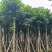 秋枫8-10-12-15公分大量出售自家货源基地直销